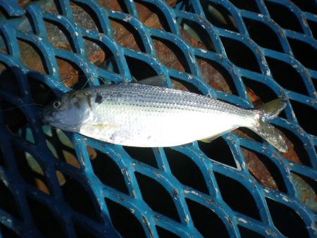 オリジナルメーカー海づり公園(市原市海づり施設) 釣果