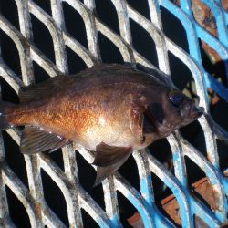 オリジナルメーカー海づり公園(市原市海づり施設) 釣果