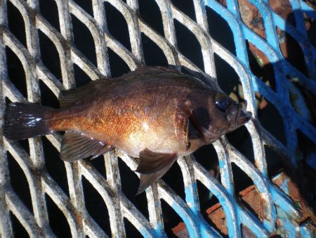オリジナルメーカー海づり公園(市原市海づり施設) 釣果