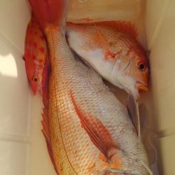 遊漁船 新鋭丸 釣果