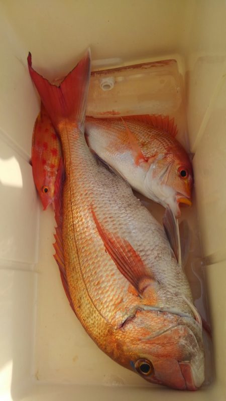 遊漁船 新鋭丸 釣果