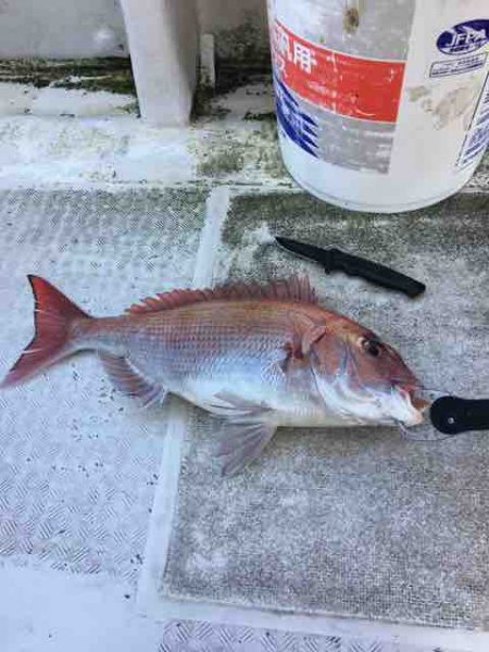 龍宮丸 釣果