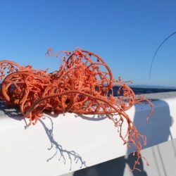 へいみつ丸 釣果