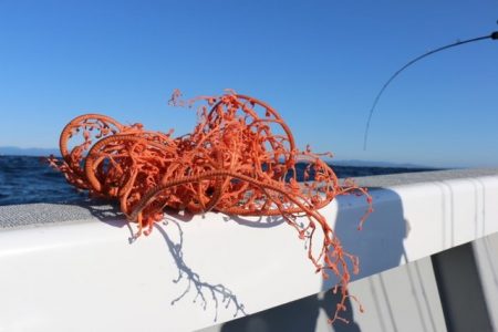 へいみつ丸 釣果