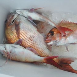 こうゆう丸 釣果