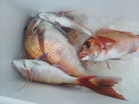 こうゆう丸 釣果