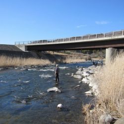 狩野川（狩野川漁業協同組合） 釣果