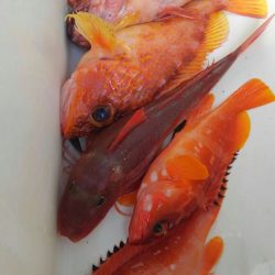 遊漁船 新鋭丸 釣果