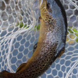 小菅トラウトガーデン 釣果