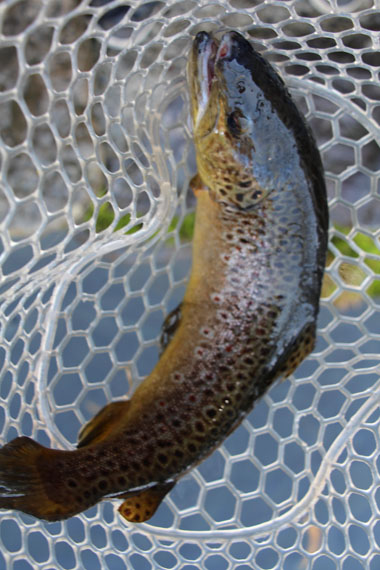 小菅トラウトガーデン 釣果