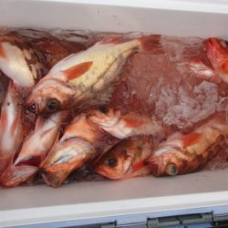 第二むつ漁丸 釣果