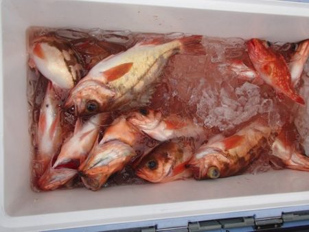 第二むつ漁丸 釣果