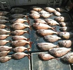 フィッシングガイド りょう 釣果