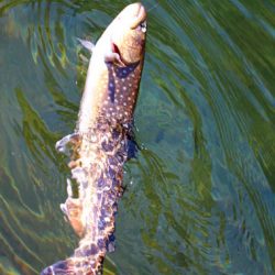 小菅トラウトガーデン 釣果