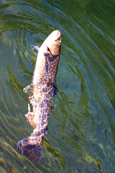 小菅トラウトガーデン 釣果