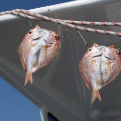 へいみつ丸 釣果