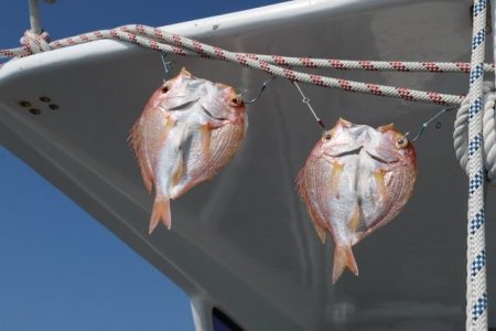 へいみつ丸 釣果