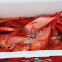 へいみつ丸 釣果