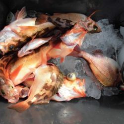 大進丸(新潟) 釣果