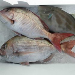 大進丸（新潟） 釣果