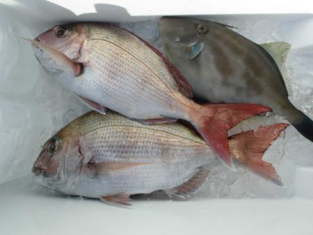 大進丸（新潟） 釣果