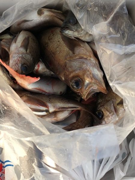 第二辰丸 釣果