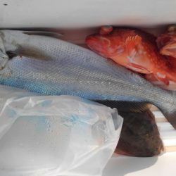 遊漁船 新鋭丸 釣果