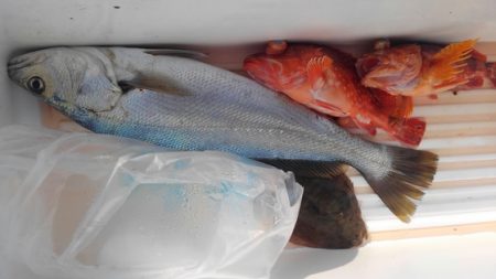 遊漁船 新鋭丸 釣果