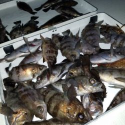 Magic（マジック） 釣果