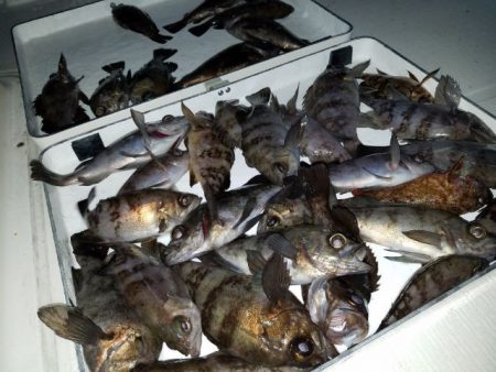 Magic（マジック） 釣果