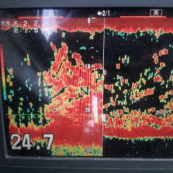 深川 吉野屋 釣果