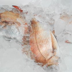 こうゆう丸 釣果