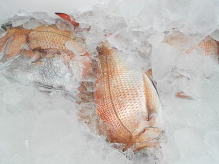 こうゆう丸 釣果