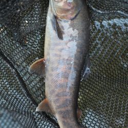 小菅トラウトガーデン 釣果