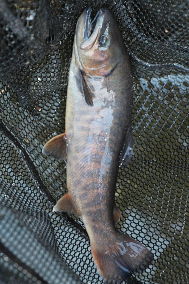 小菅トラウトガーデン 釣果