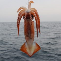 へいみつ丸 釣果