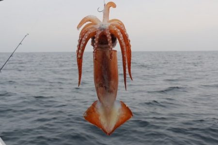 へいみつ丸 釣果