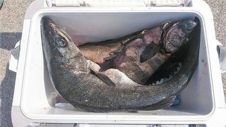 しば渡船 釣果