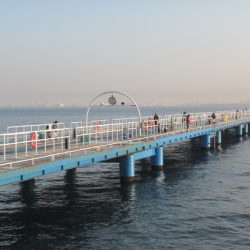 オリジナルメーカー海づり公園(市原市海づり施設) 釣果