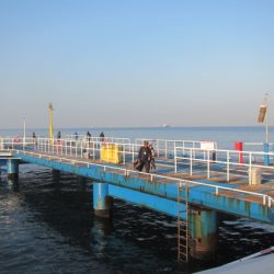 オリジナルメーカー海づり公園(市原市海づり施設) 釣果