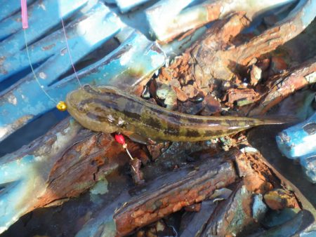 オリジナルメーカー海づり公園(市原市海づり施設) 釣果