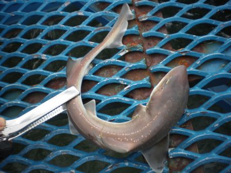 オリジナルメーカー海づり公園(市原市海づり施設) 釣果