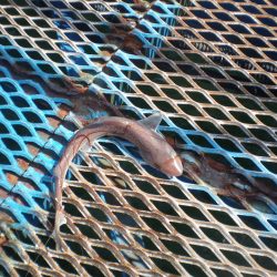 オリジナルメーカー海づり公園(市原市海づり施設) 釣果