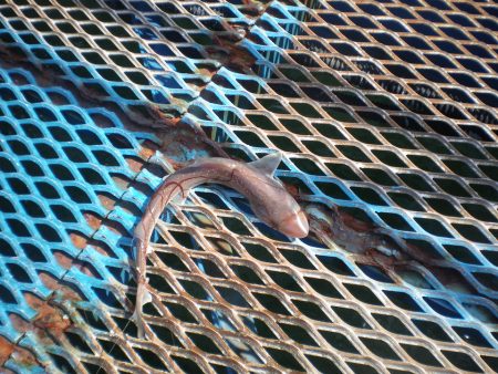 オリジナルメーカー海づり公園(市原市海づり施設) 釣果