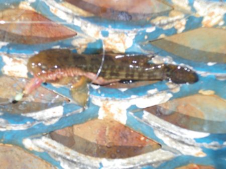 オリジナルメーカー海づり公園(市原市海づり施設) 釣果