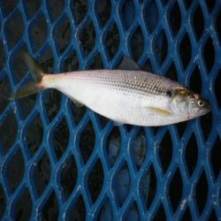 オリジナルメーカー海づり公園(市原市海づり施設) 釣果