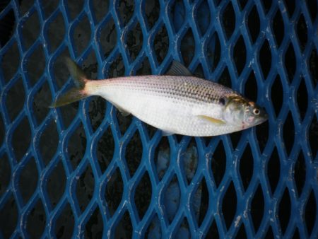 オリジナルメーカー海づり公園(市原市海づり施設) 釣果