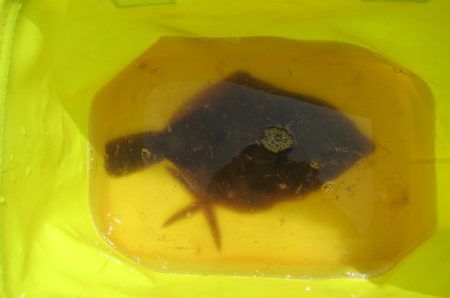 オリジナルメーカー海づり公園(市原市海づり施設) 釣果