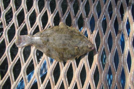 オリジナルメーカー海づり公園(市原市海づり施設) 釣果