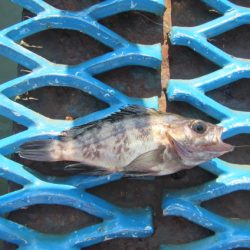 オリジナルメーカー海づり公園(市原市海づり施設) 釣果